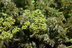 Cyphostemma natalitium