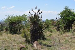 Aloe spectabilis