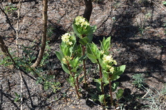 Jatropha hirsuta