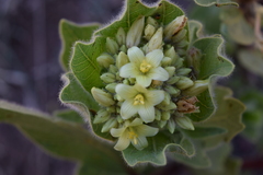 Jatropha hirsuta