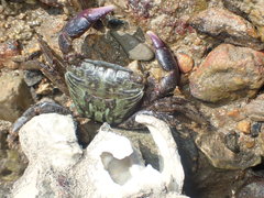 Metopograpsus quadridentatus