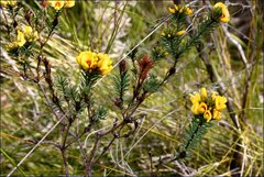 Pultenaea weindorferi
