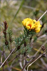 Pultenaea weindorferi