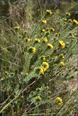 Pultenaea weindorferi