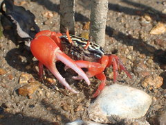 Paraleptuca splendida