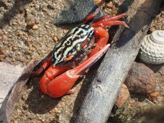 Paraleptuca splendida