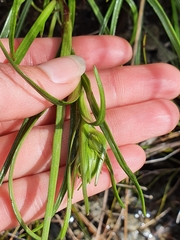 Dolichoglottis lyallii