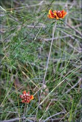 Pultenaea sericea