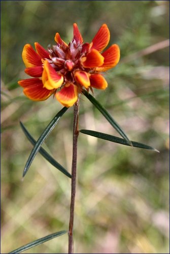 chaffy bush-pea (Pultenaea sericea)