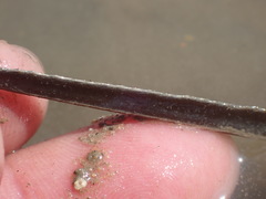 Tachypleus tridentatus