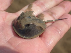 Tachypleus tridentatus