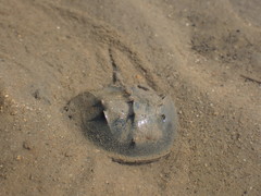 Tachypleus tridentatus