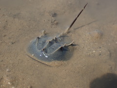 Tachypleus tridentatus