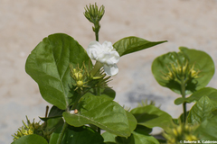 Jasminum sambac