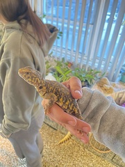 Uromastyx