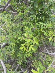 Vitex patula