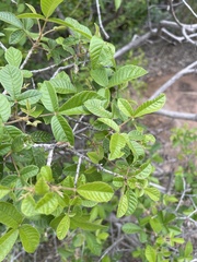 Vitex patula