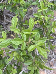Vitex patula