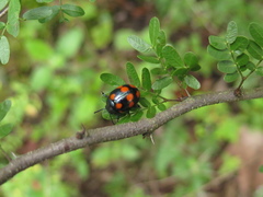 Labidomera suturella