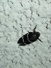 Aeneolamia albofasciata
