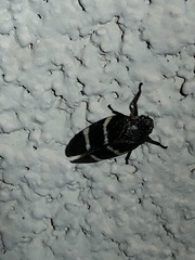 Aeneolamia albofasciata