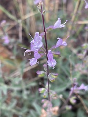 Syncolostemon canescens
