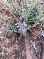 Syncolostemon canescens