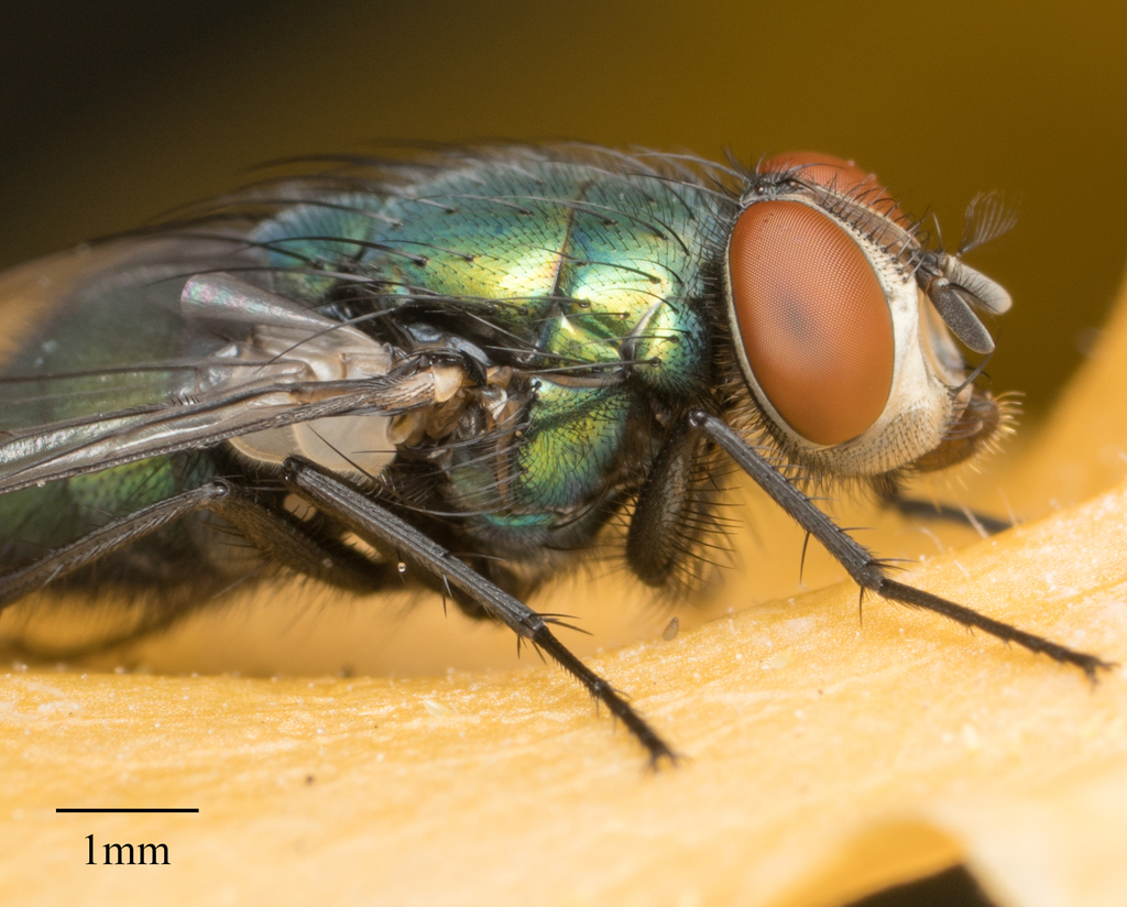 Common green bottle fly (Lucilia sericata)