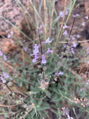 Syncolostemon canescens