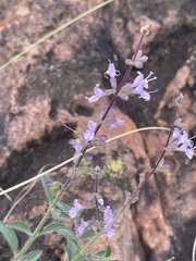 Syncolostemon canescens