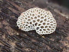 Favolaschia fujisanensis