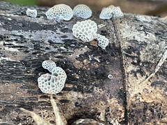 Favolaschia fujisanensis