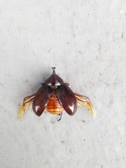 Xylotrupes gideon gideon