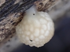 Favolaschia fujisanensis