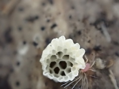 Favolaschia fujisanensis