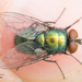 Common European Greenbottle Fly - Photo no rights reserved, uploaded by Jesse Rorabaugh