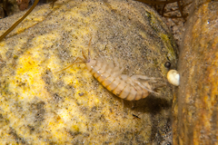 Gammarus tigrinus