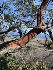 Lyonothamnus floribundus