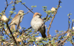 Passer motitensis