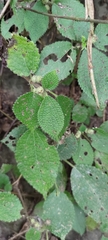 Boehmeria pilosiuscula