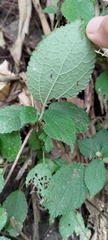 Boehmeria pilosiuscula
