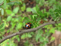 Labidomera suturella