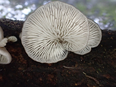 Hohenbuehelia reniformis