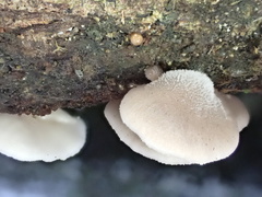 Hohenbuehelia reniformis