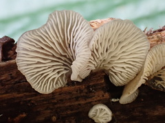 Hohenbuehelia reniformis