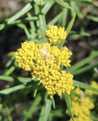 Cassinia ozothamnoides