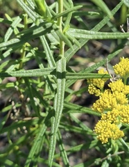 Cassinia ozothamnoides