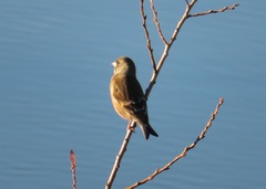 Chloris sinica
