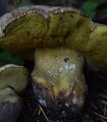 Butyriboletus abieticola