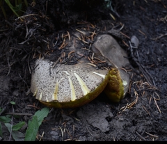 Butyriboletus abieticola